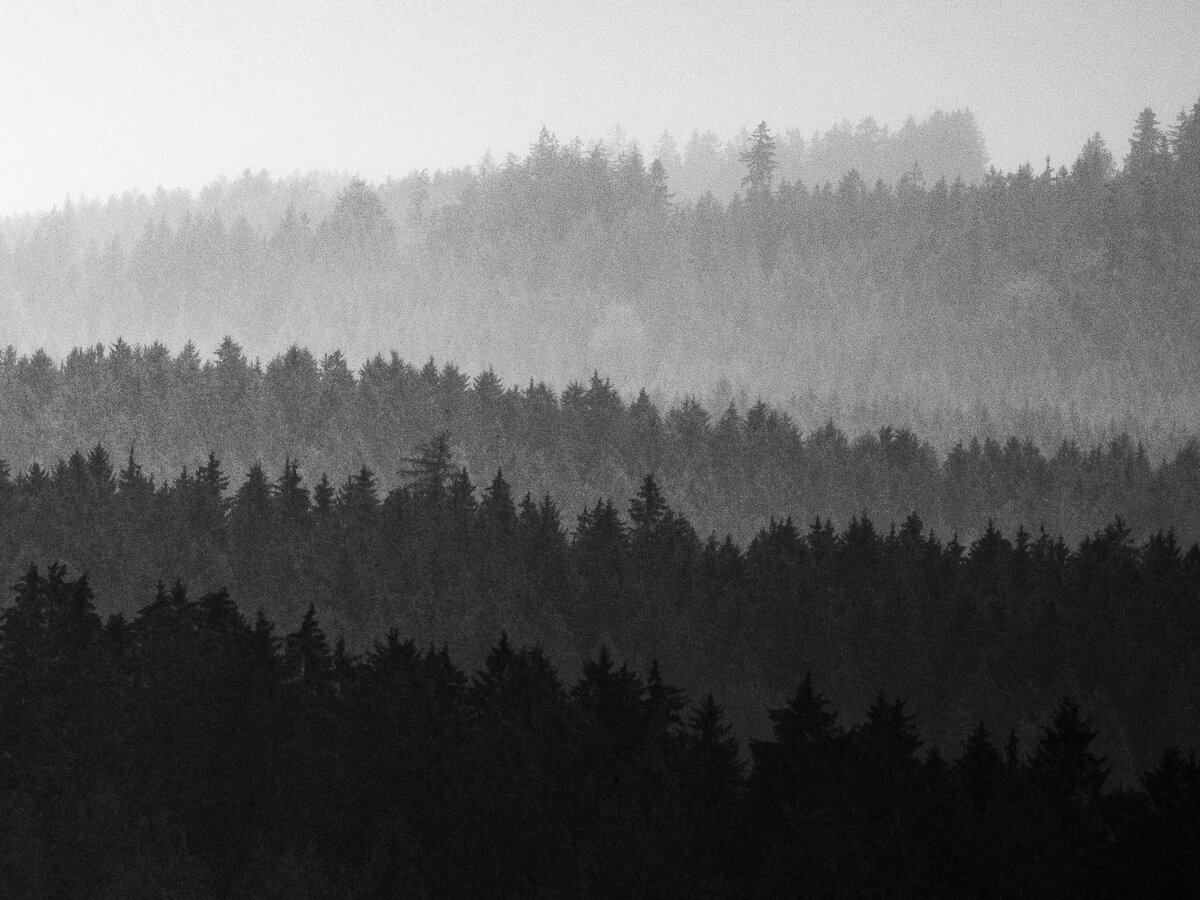 Waldschichten im Regen.jpg