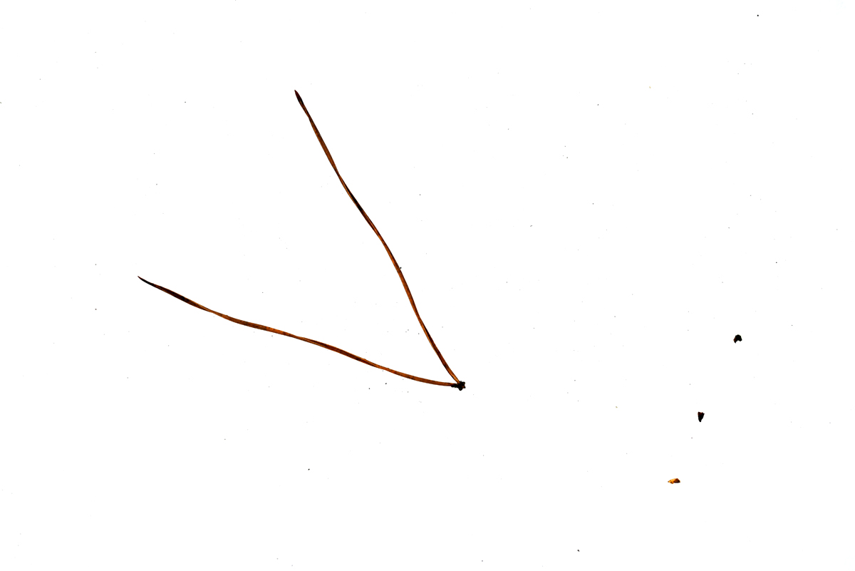 Waldschnee 2.jpg