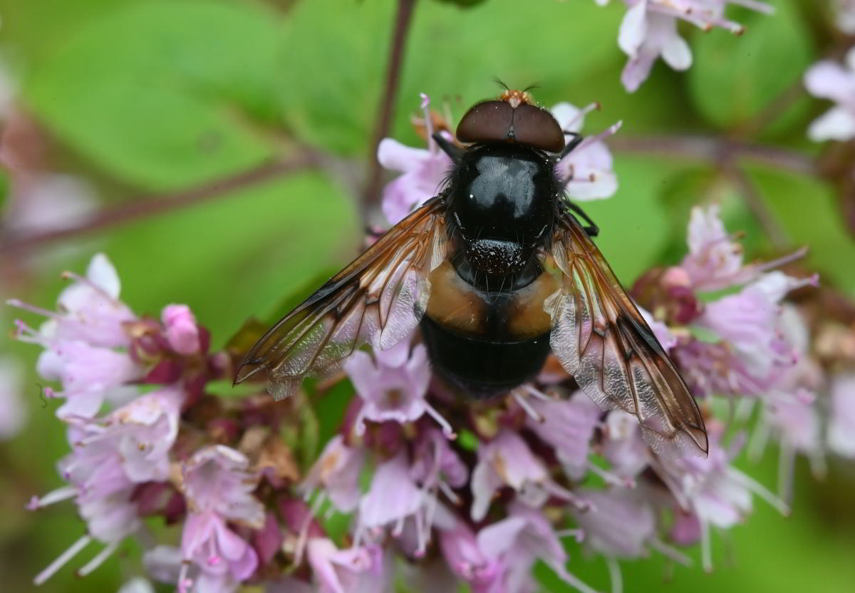 Waldschwebfliege.JPG