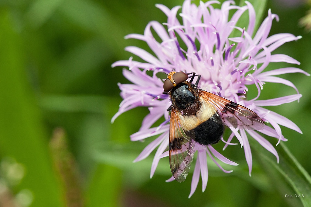 Waldschwebfliege (Volucella pellucens)
Nr.190711_2