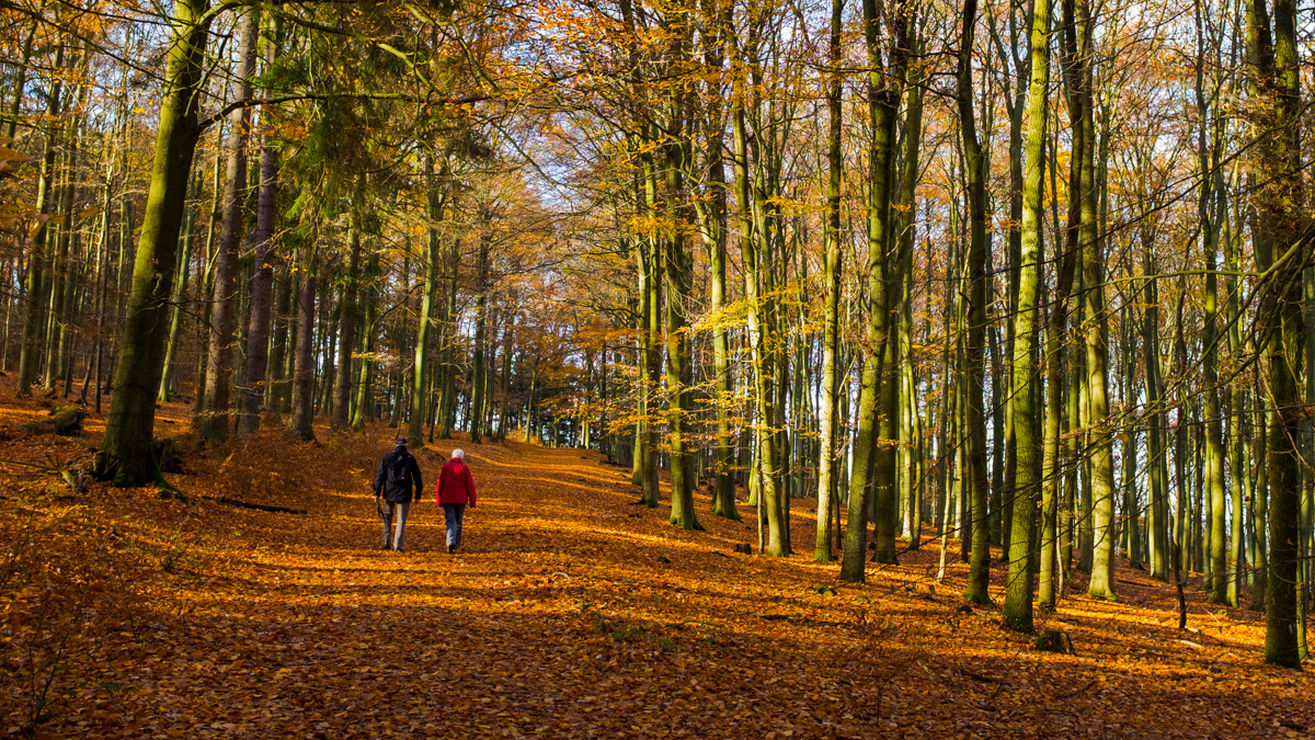Waldspaziergang