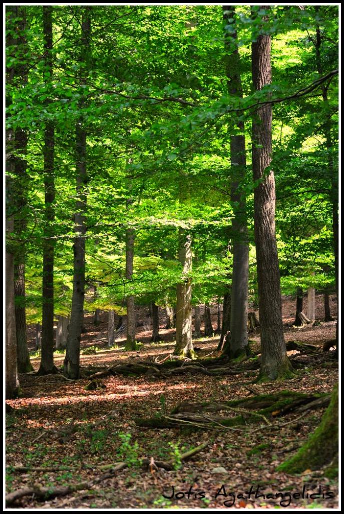 Waldstück Heidenheim 
mit meine nikon d5000 55-200mm