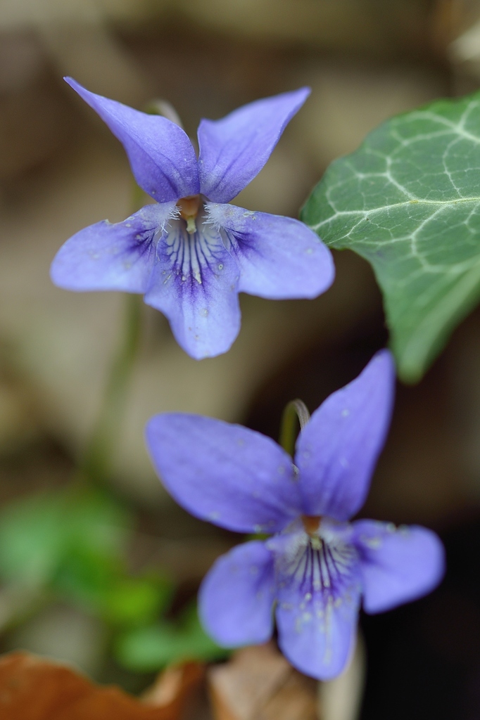 Waldveilchen 042015