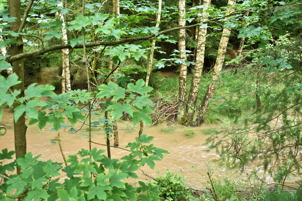 Waldwasser