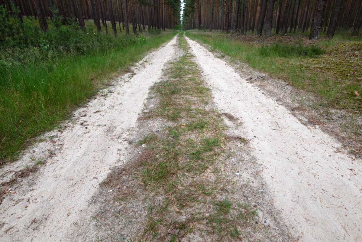 Waldweg 1.jpg