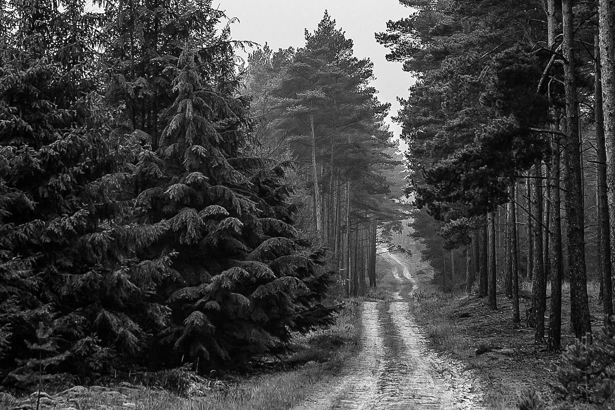 Waldweg (1 von 1).JPG