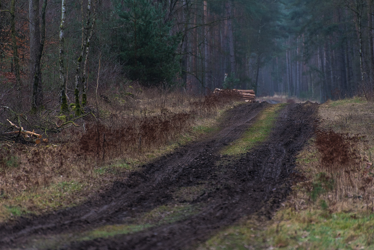 Waldweg (1 von 1).JPG