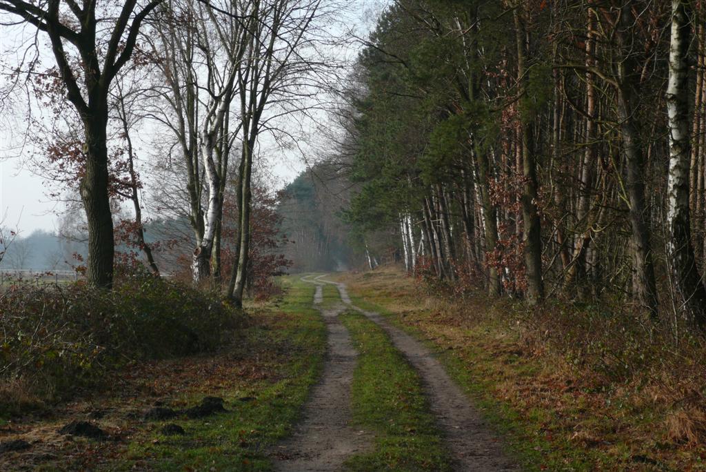 Waldweg Dezember 2008