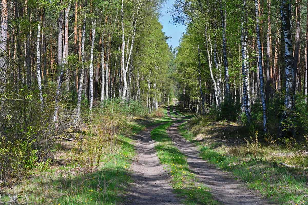 Waldweg im Frühling 2.jpg
