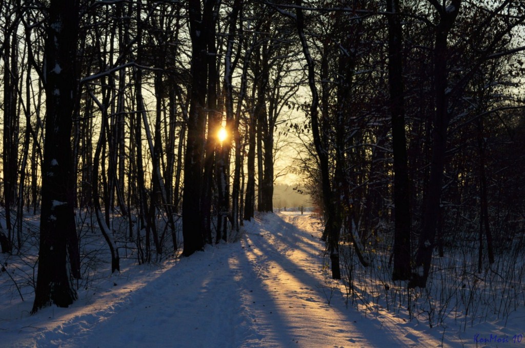 Waldweg im Winter