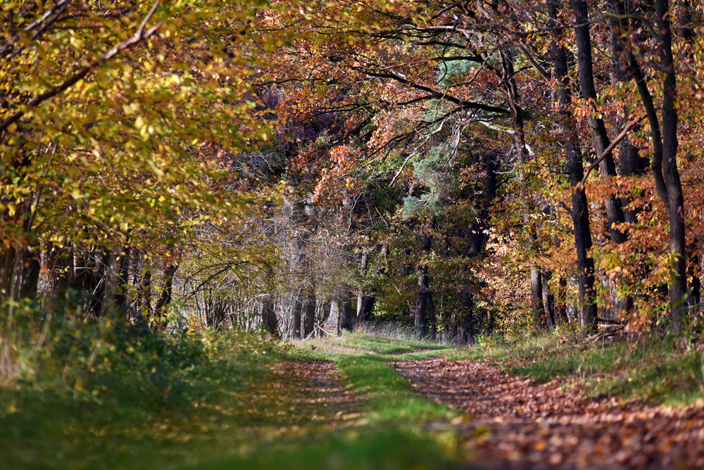waldweg.jpg