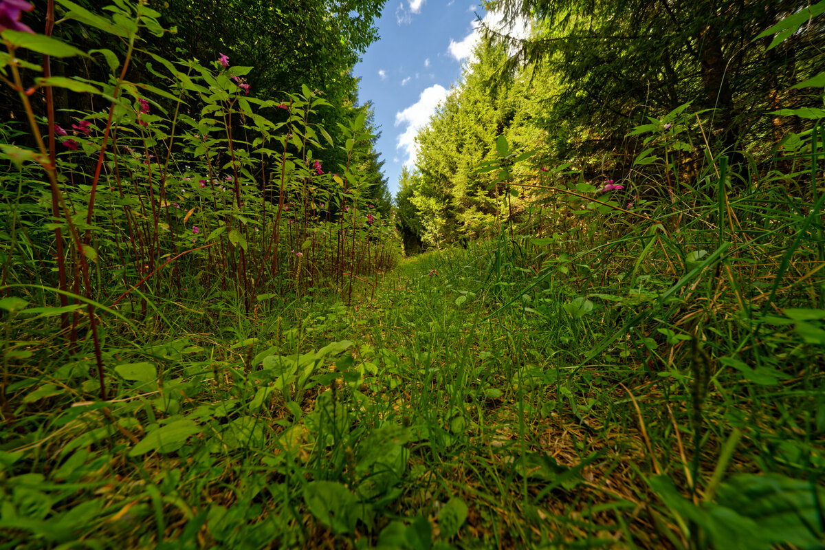 Waldweg - tiefer Einblick