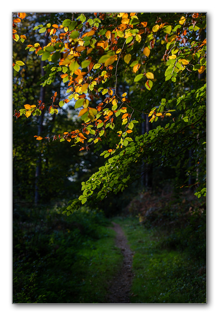 waldweg