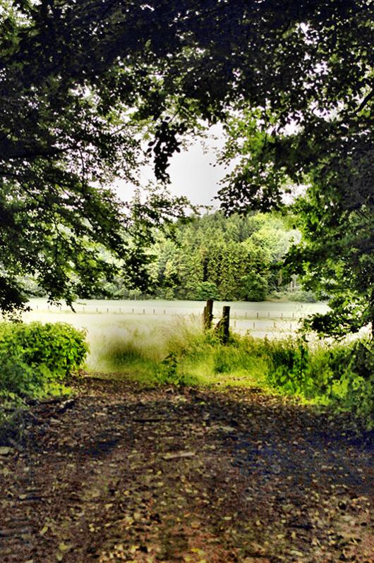 waldweg