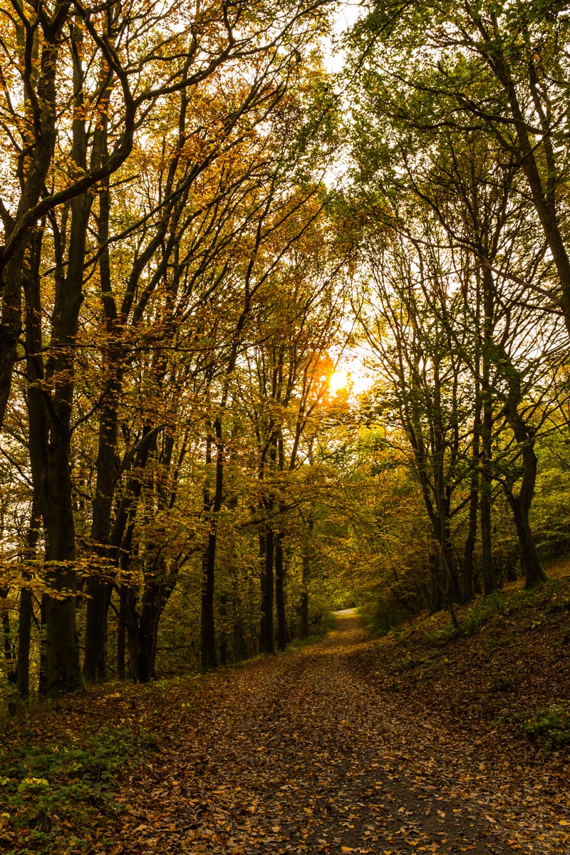Waldweg