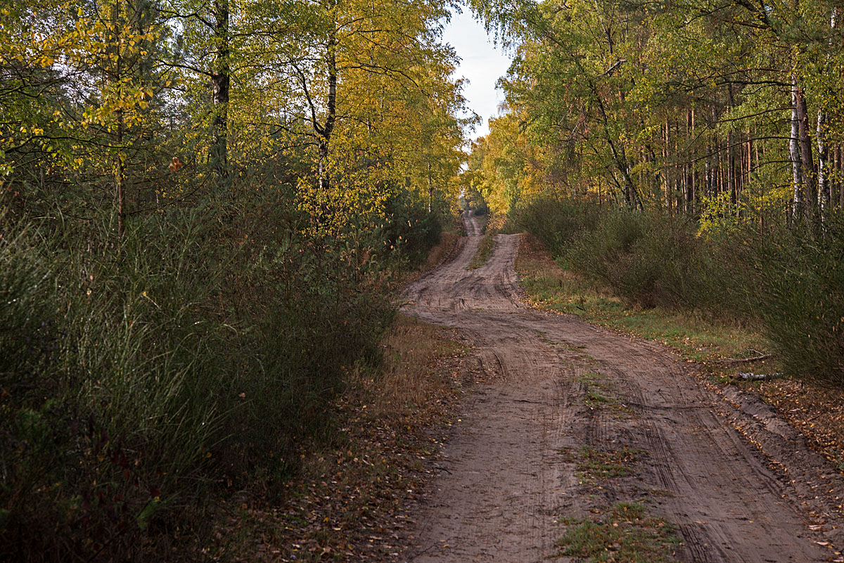 Waldweg