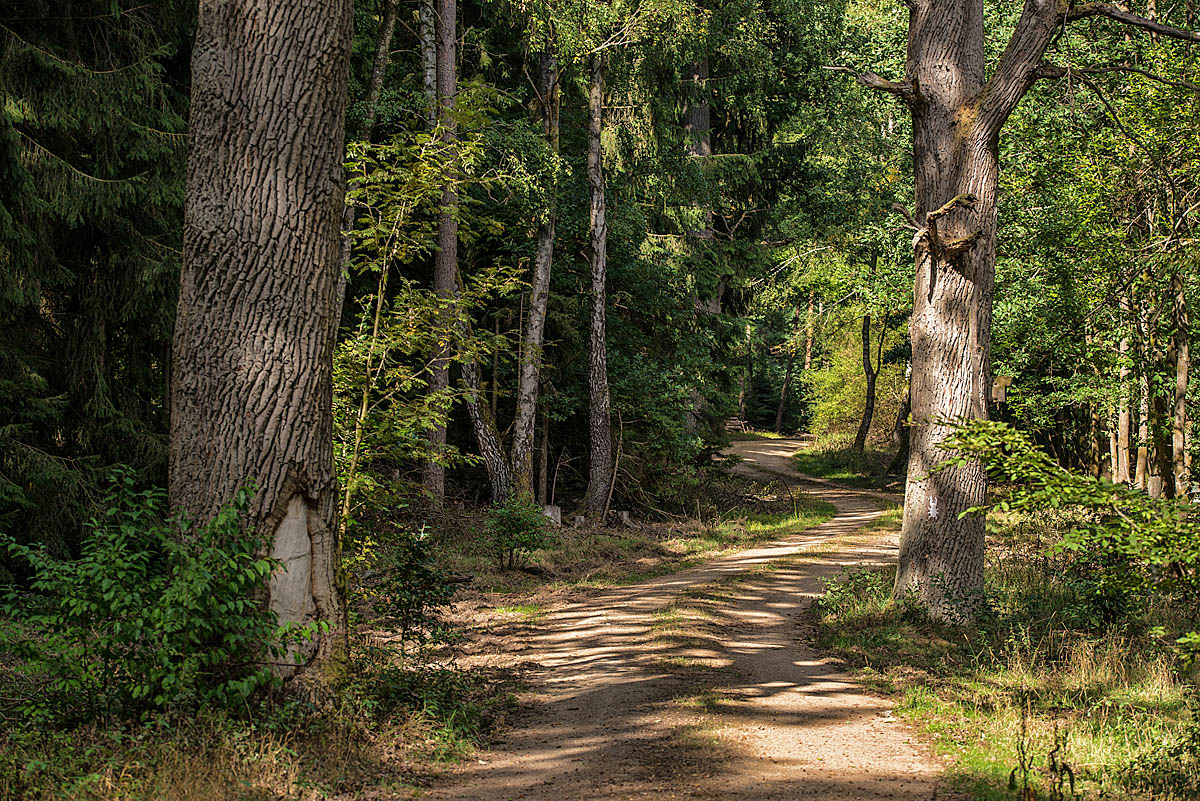 Waldweg