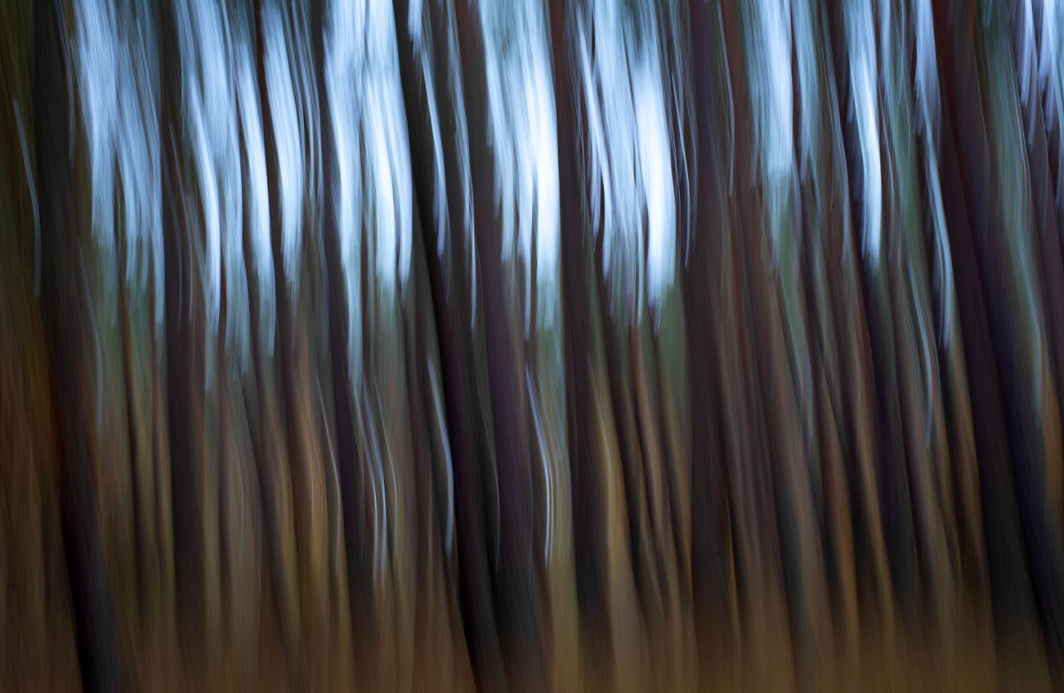 Waldwischer 1.jpg