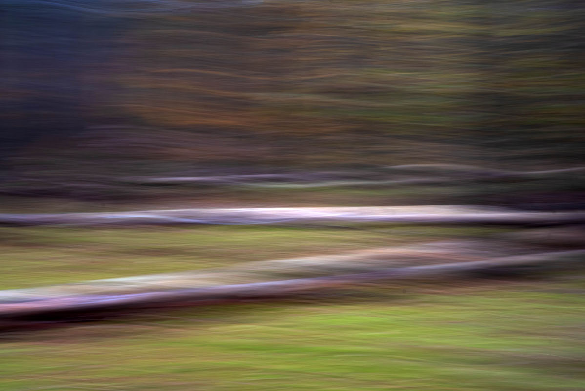 Waldwischer 2.jpg