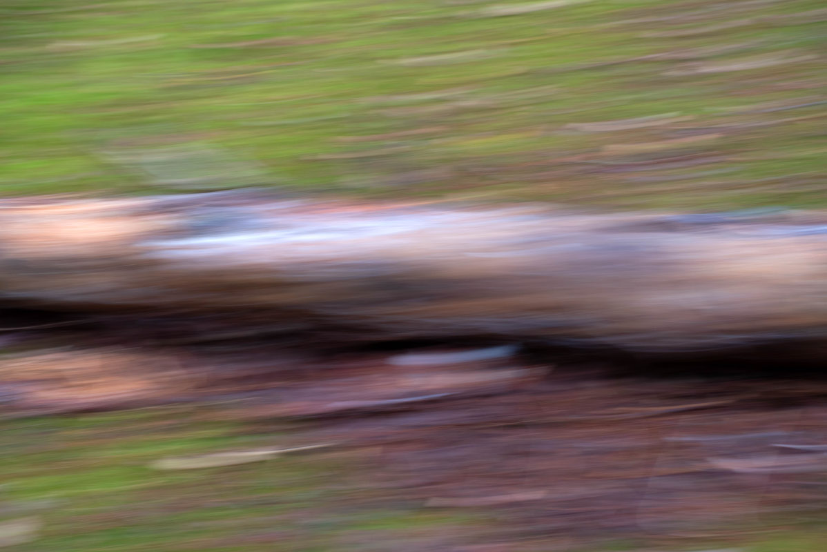 Waldwischer 3.jpg