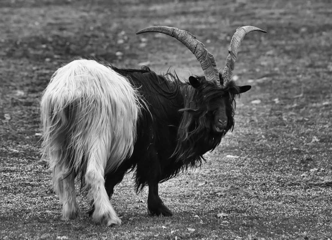Waliser Schwarzhalsziege BW.jpg