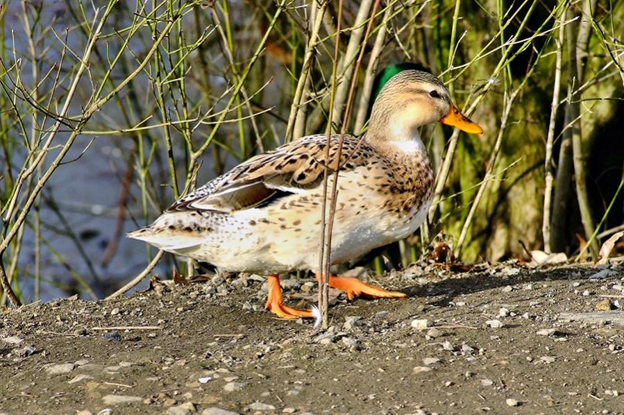 walking duck