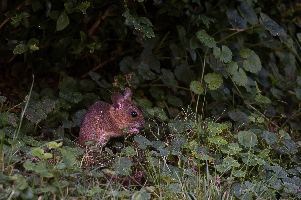 Walmaus (4 von 6).JPG