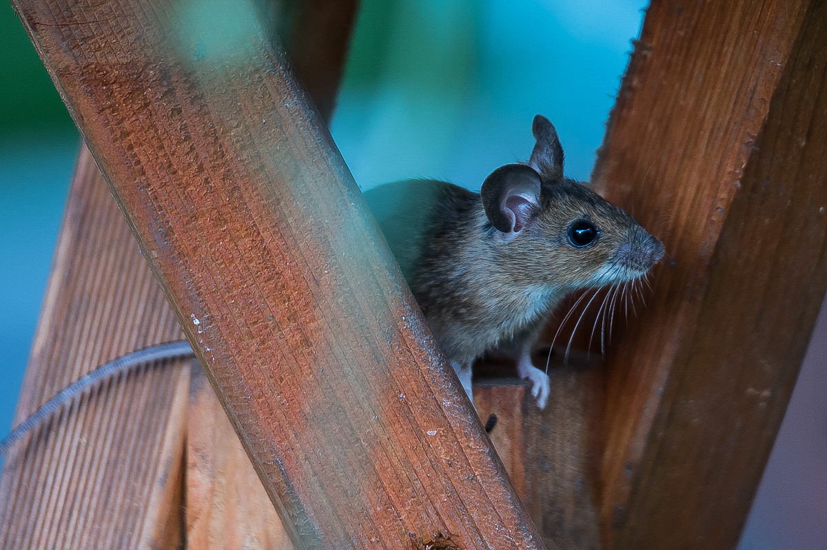 Walmaus (5 von 6).JPG
