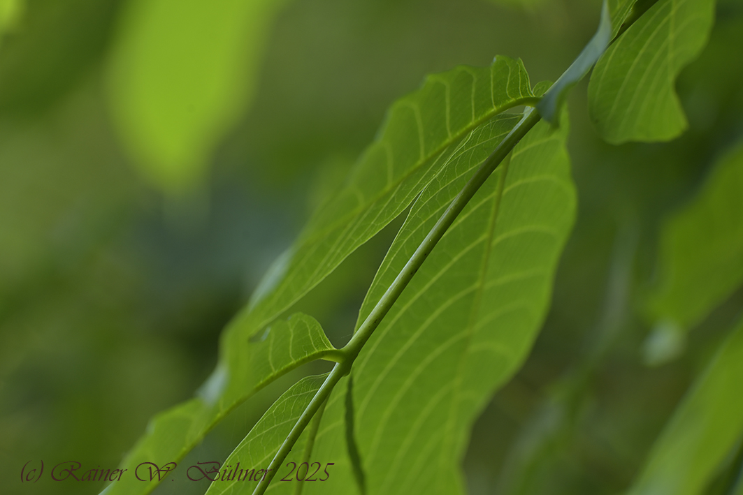 Walnuss_Blatt_DSC0848_18x12x150.jpg