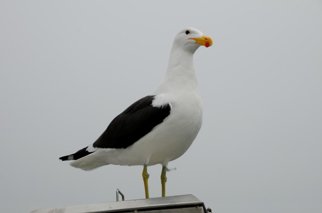 Walvis Bay, Möwe auf dem Katamaran