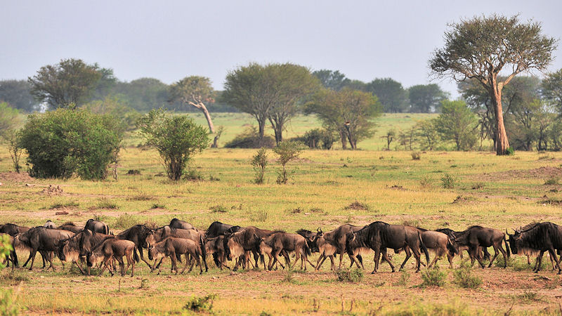 Wandernde Gnus in der Serengeti
1048