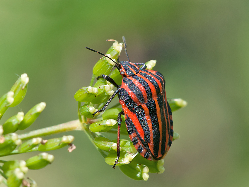 Wanze Streifen 2012 06 09 03