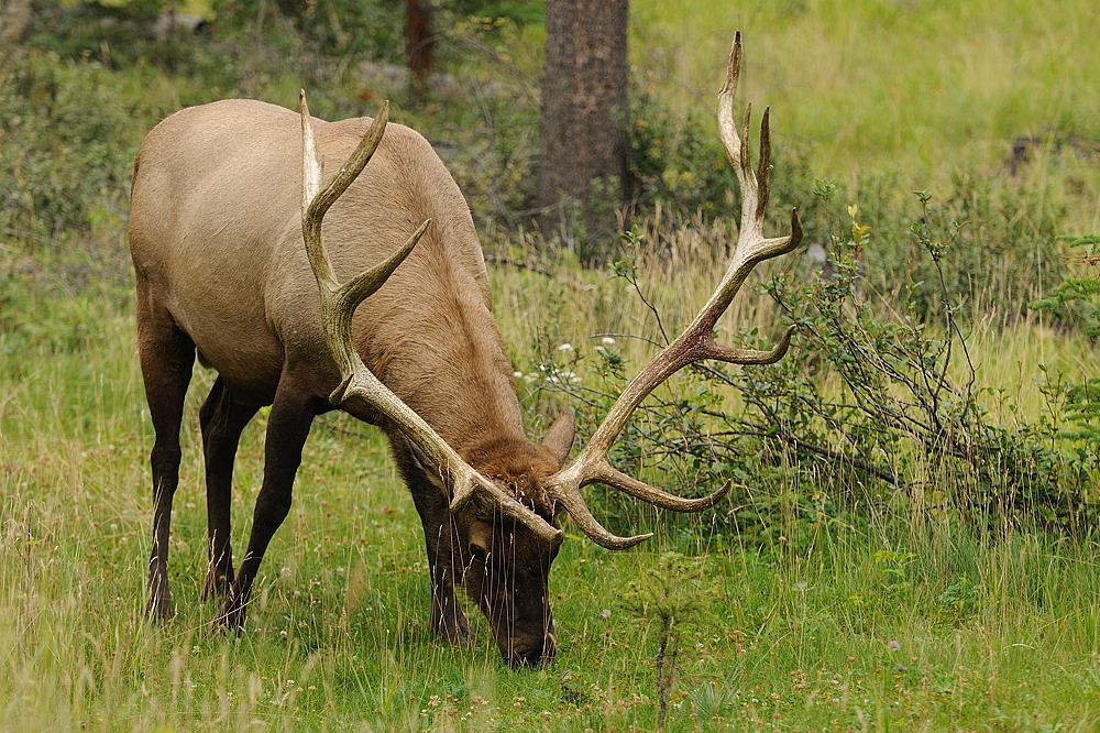 Wapiti