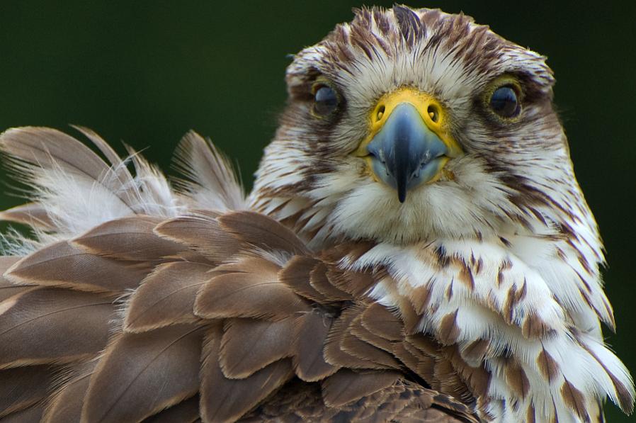 ...war zu besuch bei Falkner Wilhelm Schnabel im NiederRheinPark Plantaria.