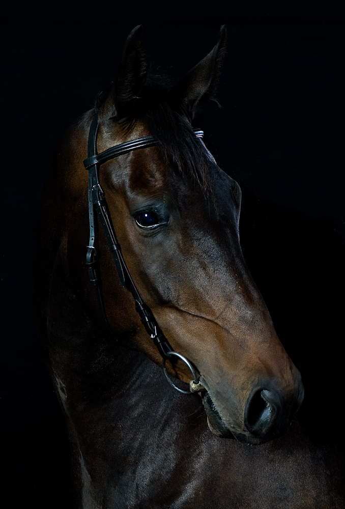 Warmblüter, Portrait von Rebel Yell genannt "Lümmel" (Nikon D2x, Nikkor 28-105 AF 3,5-4,5 bei Blende 9 und 1/125 Sek., 3 Studioblitze mit Softbox)