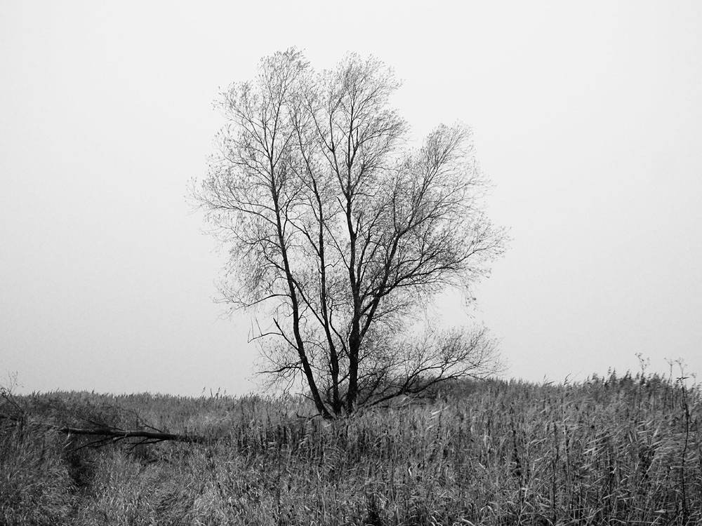 Warte Baum
