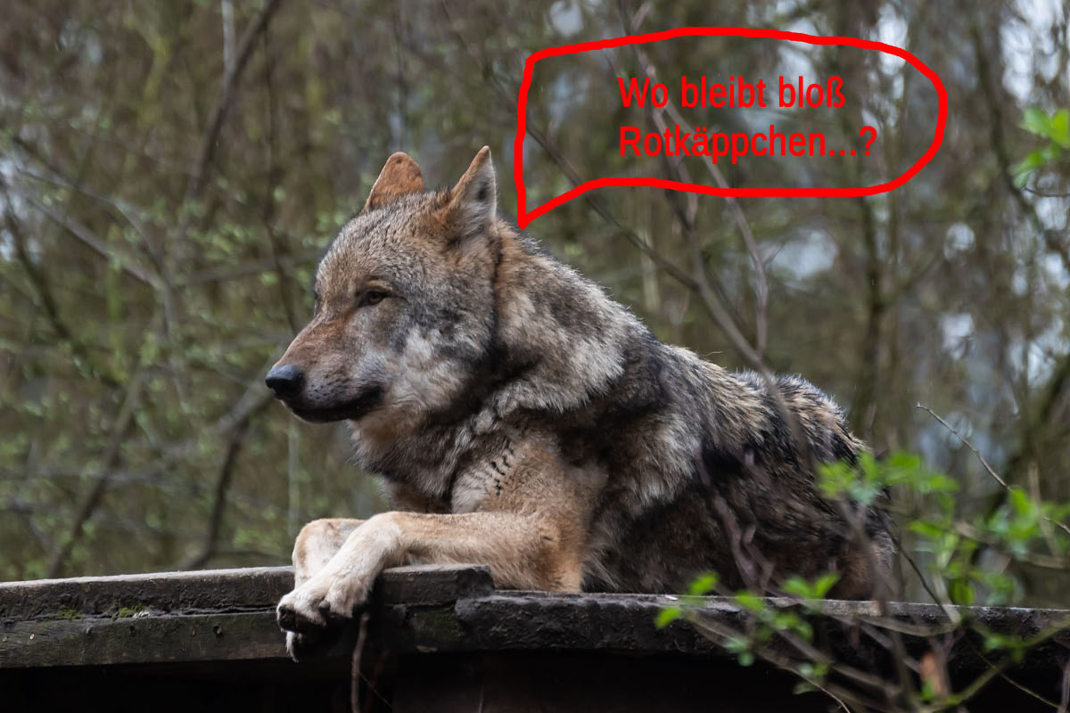 Warten auf Rotkäppchen_bearbeitet-1.jpg