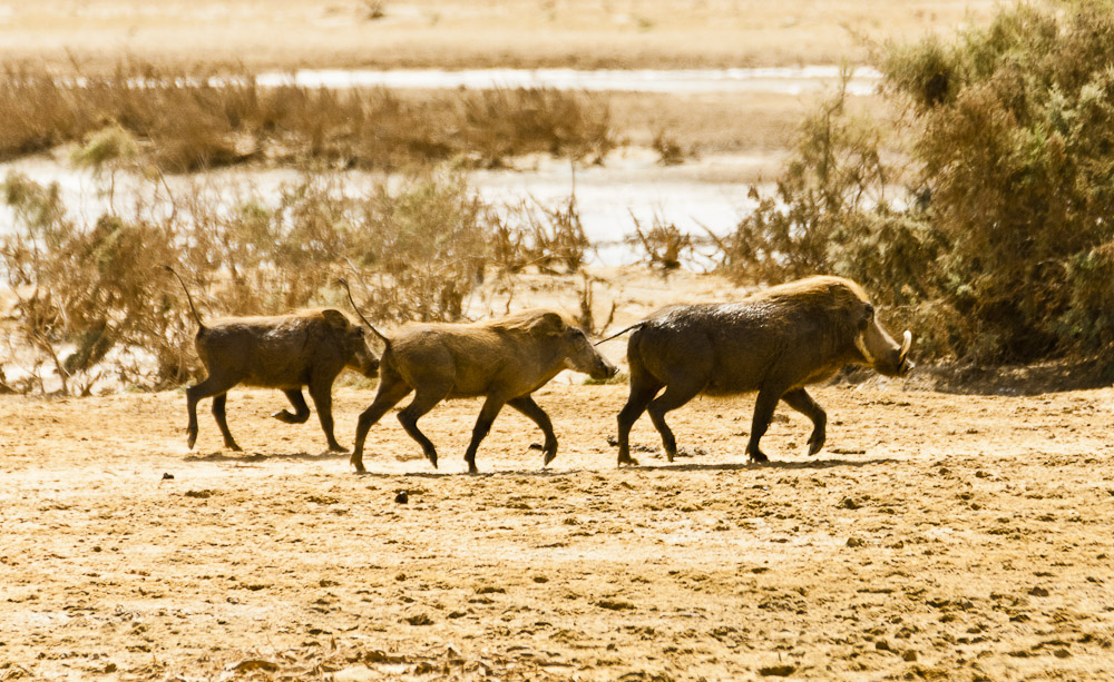 Warzenschwein Sau mit Ferkeln. Aufgenommen am Senegal River, mauretanische Seite.