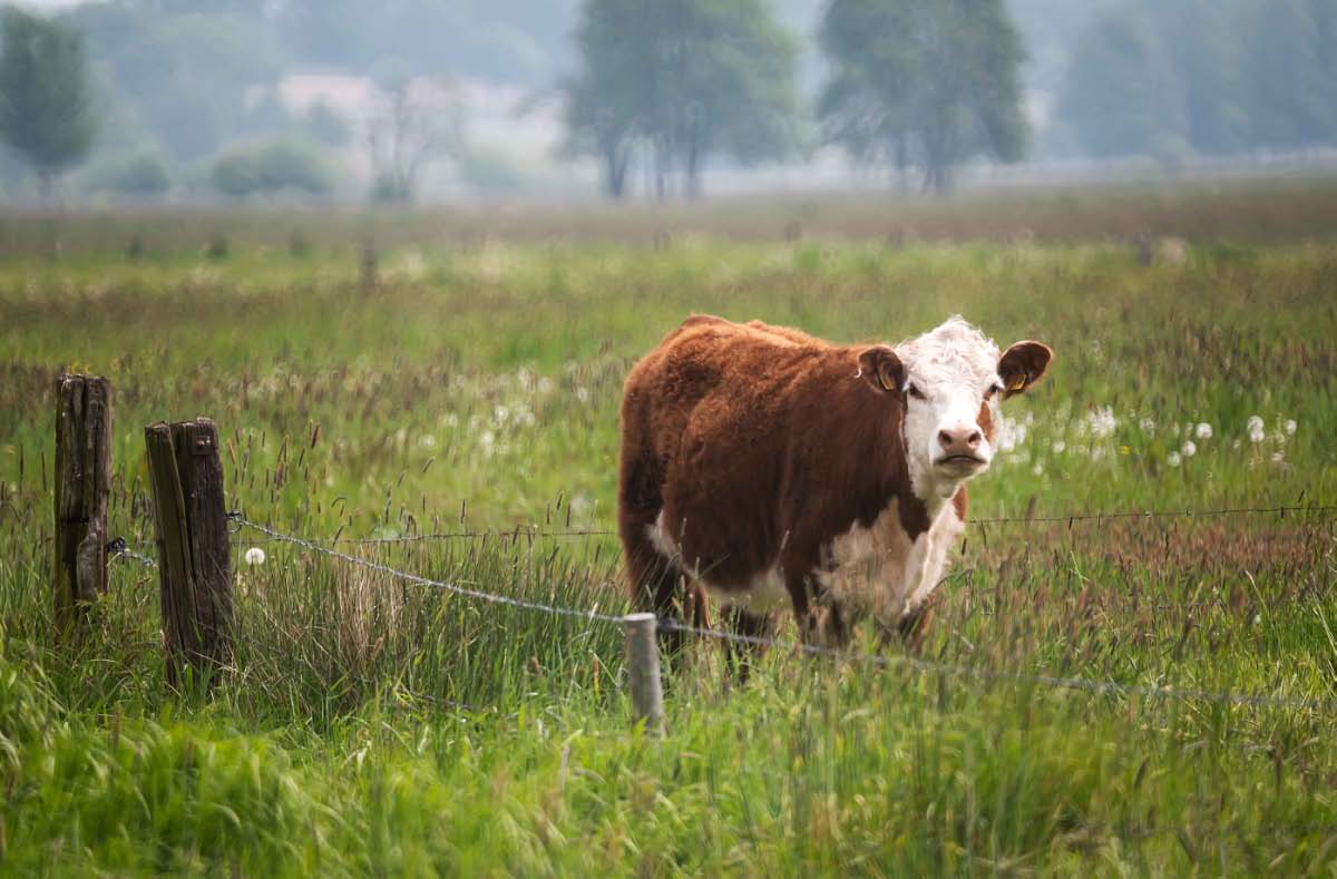 Was soll ich mit dem Gras.jpg
