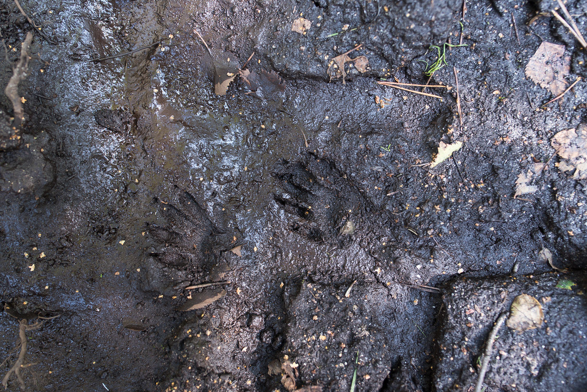 Waschbär (1 von 1).JPG
