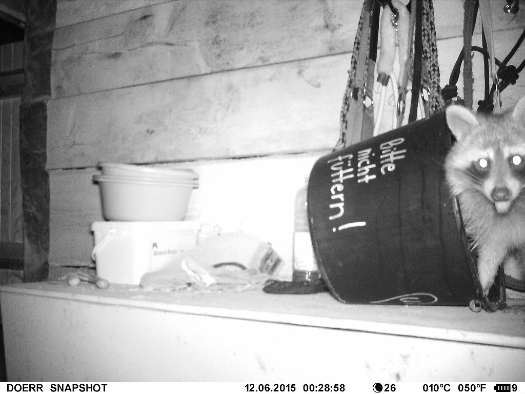 Waschbär#4