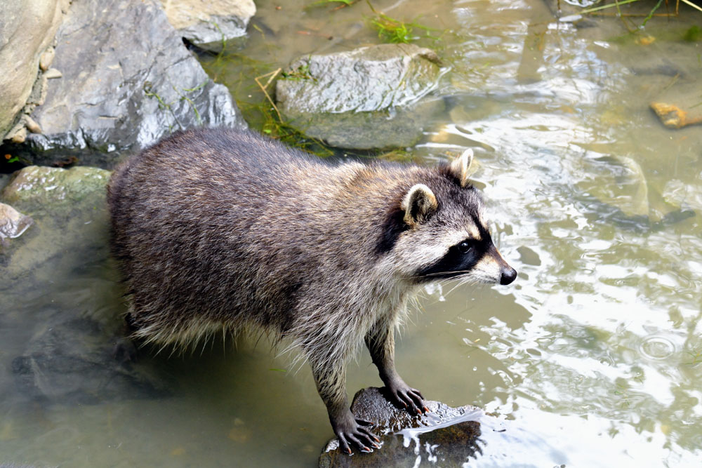 Waschbär neu
