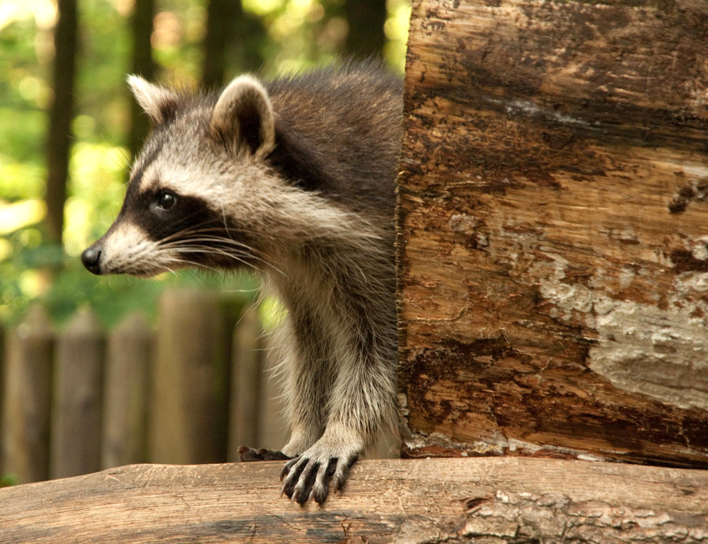 Waschbär
