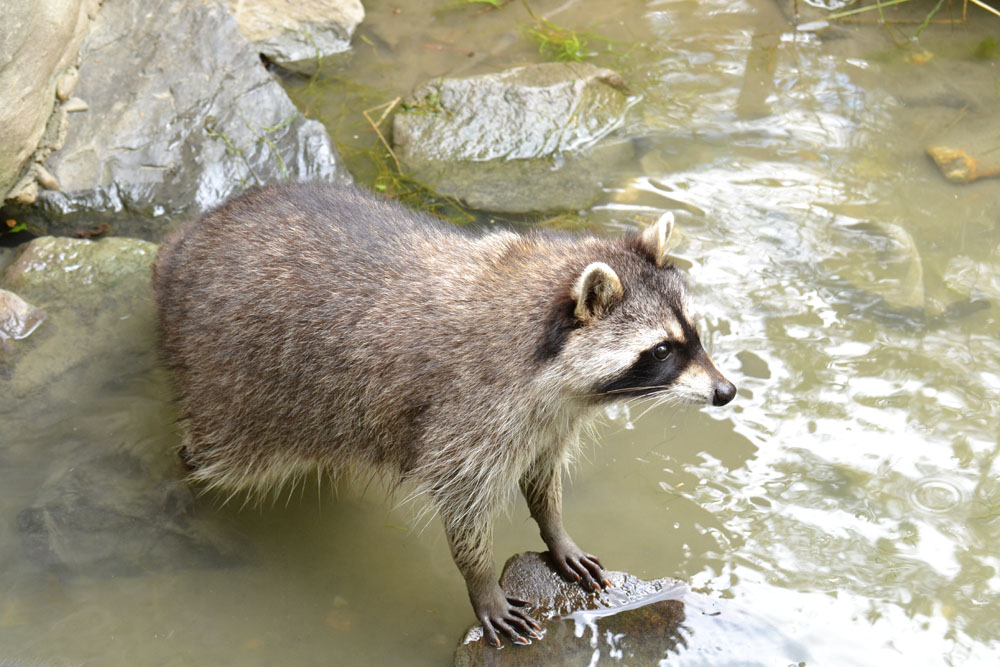 Waschbär