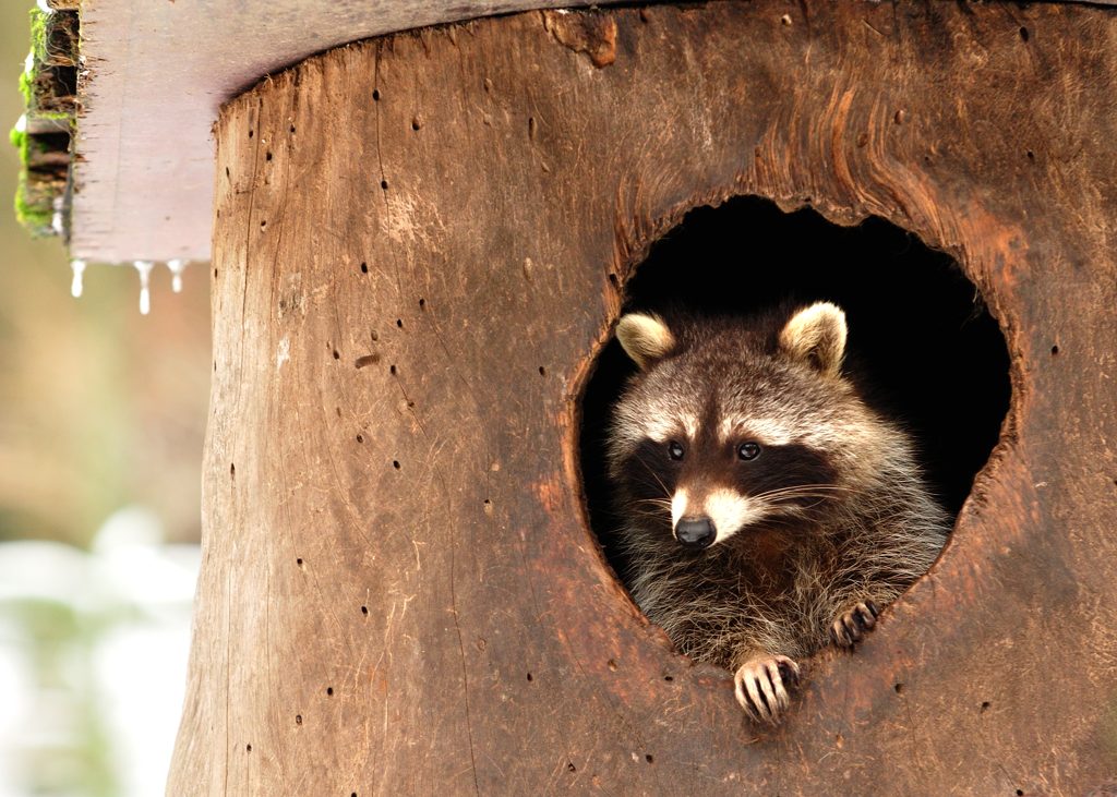 Waschbaer Wildpark Solling