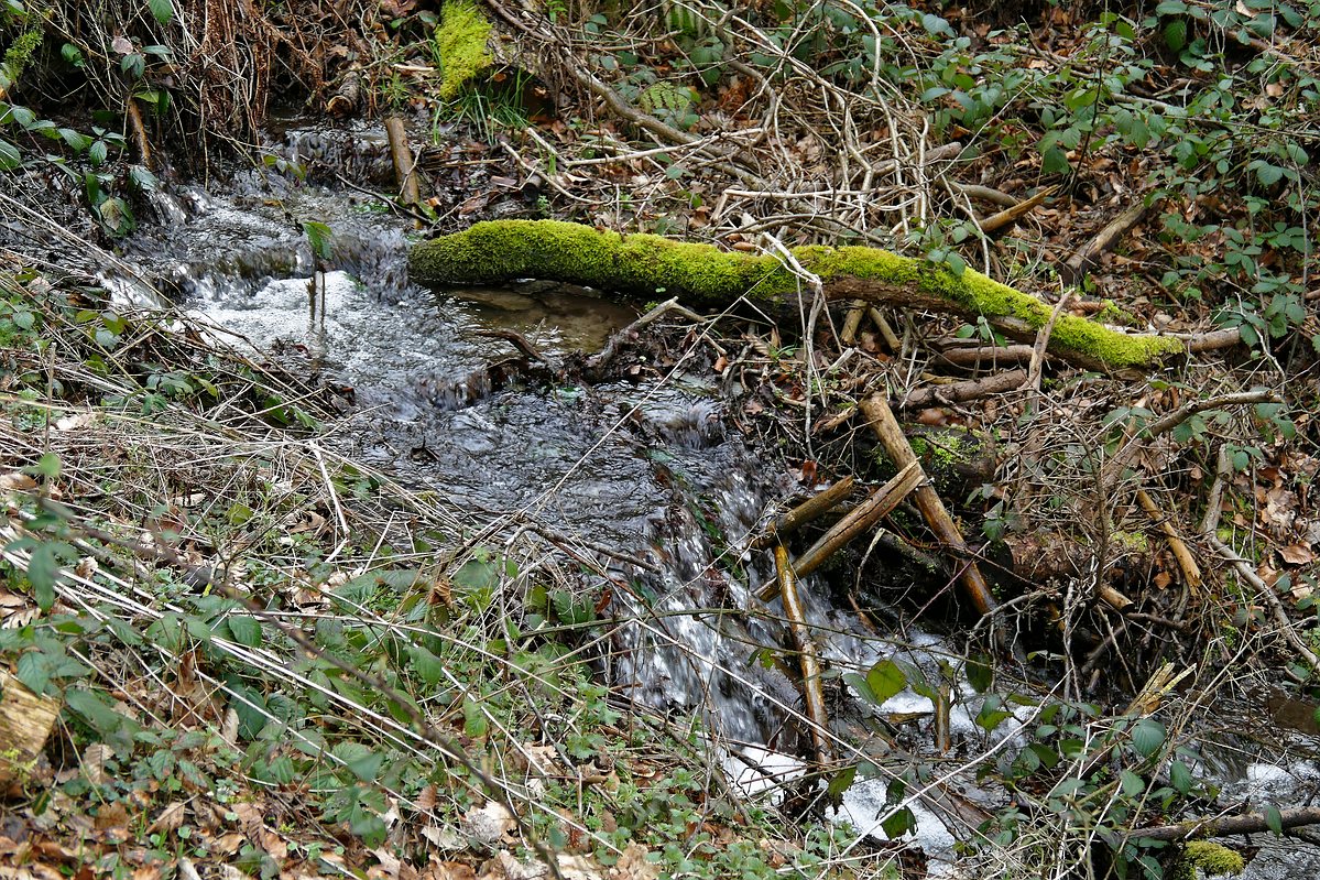 Wasser im Wald 2