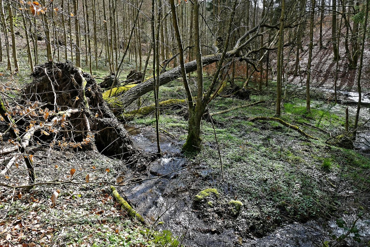 Wasser im Wald