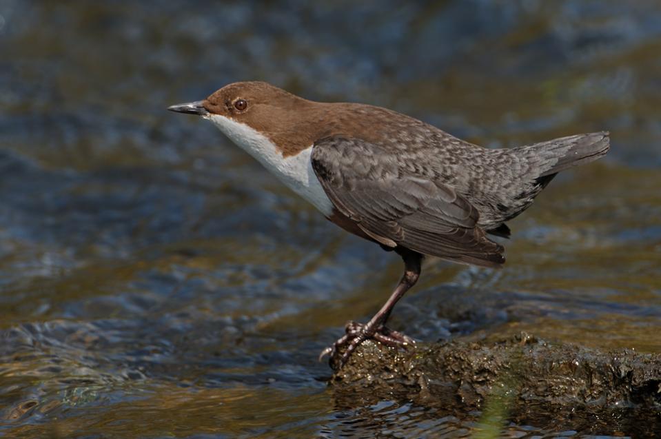 Wasseramsel5139