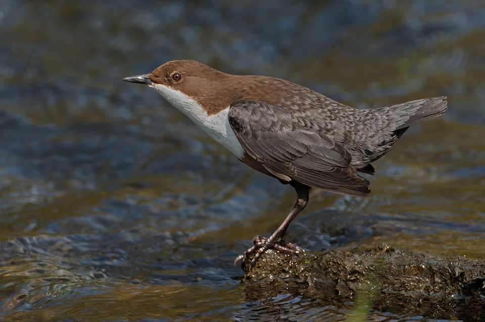 Wasseramsel5993