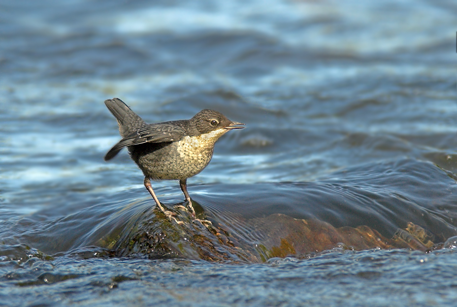 wasseramsel66